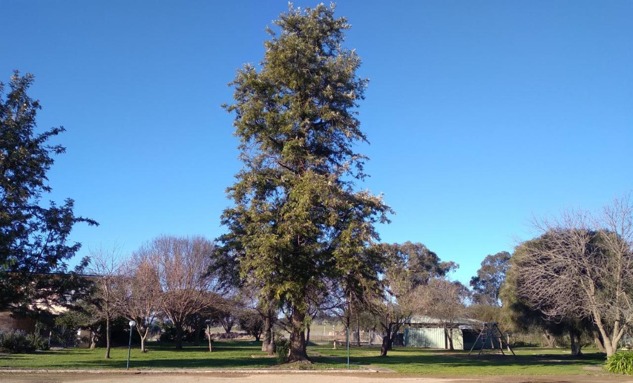 Allonville Gardens Motel Wagga Wagga Kültér fotó